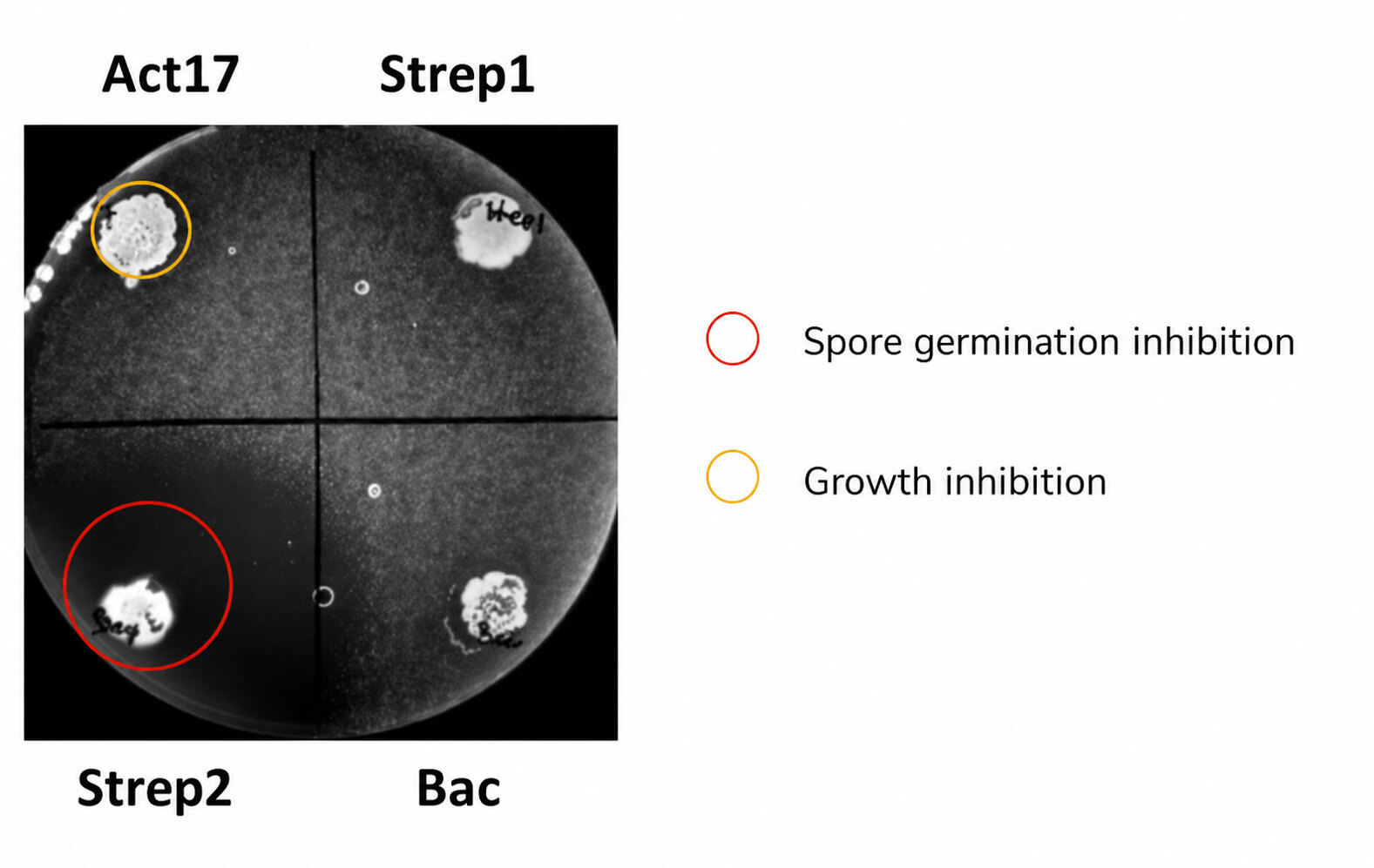 Act17、Strep1、Strep2、Bacを比較した微生物阻害活性スクリーニングプレート